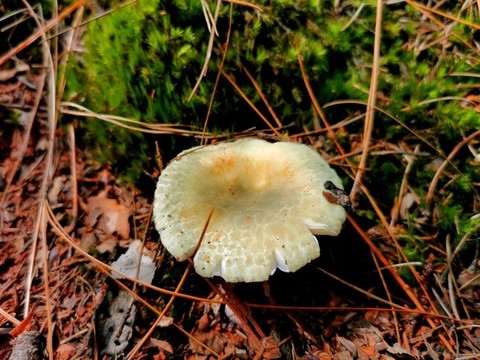 野生菌青頭菌
