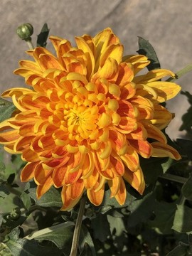 菊