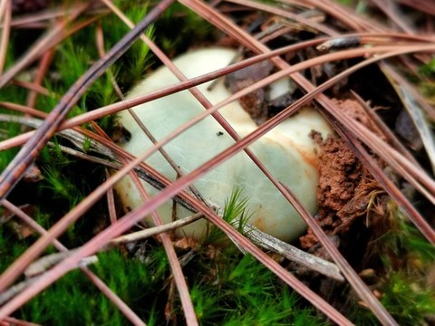 野生菌青頭菌