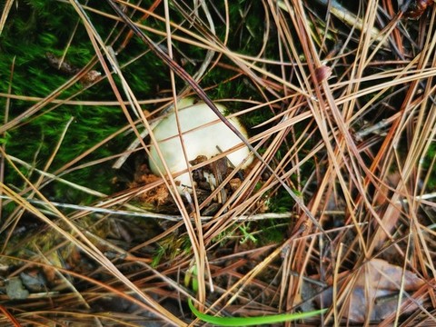 野生菌青頭菌