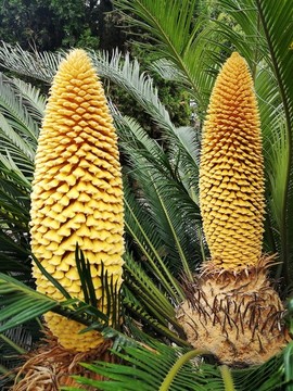 鐵樹開花