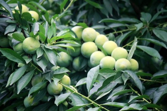 李子樹