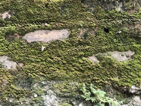 苔蘚