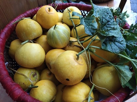 新鮮香瓜