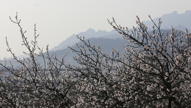 春天大山嶗山