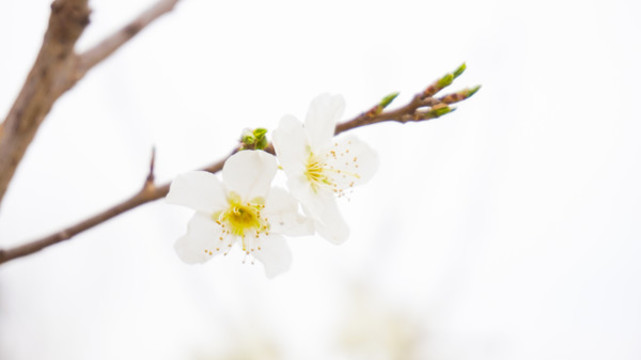 梨花