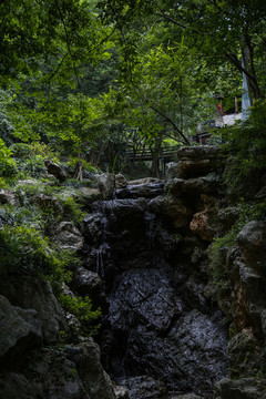 樹林