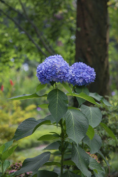 繡球花