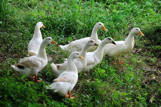 散養(yǎng)鴨