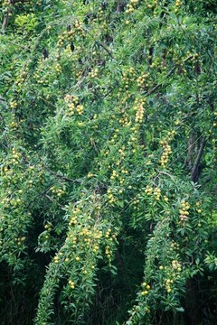 李子樹