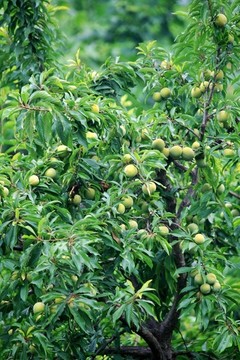李子樹