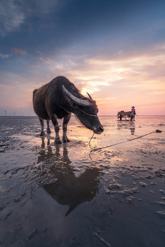 趕海
