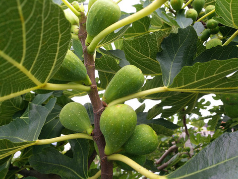 枝頭無花果