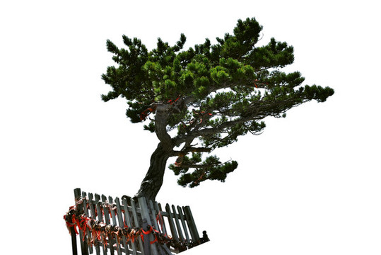 華山松