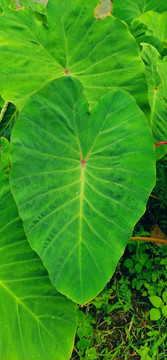 芋頭葉