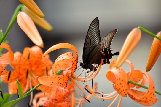 蝶戀花