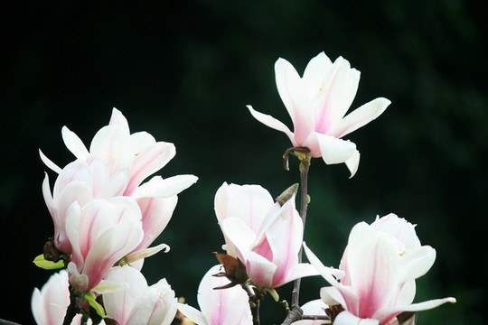 玉蘭花