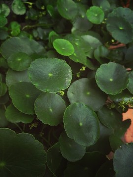 銅錢草