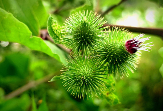 野花
