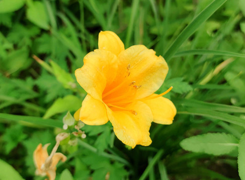 黃花