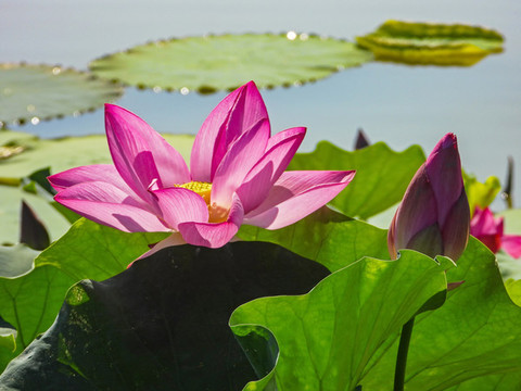 荷花盛開(kāi)