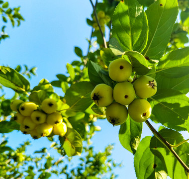 生長(zhǎng)的蘋果