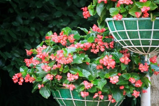 花籃