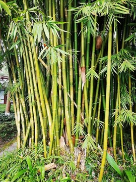 翠竹