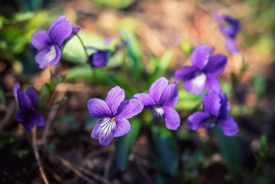 紫花地丁