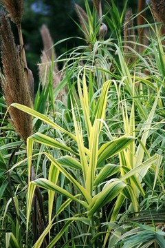 花葉蘆竹