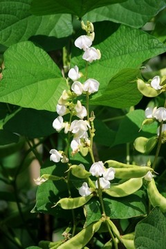 扁豆花