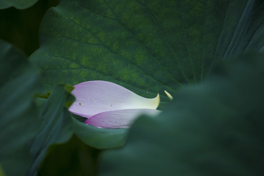 荷