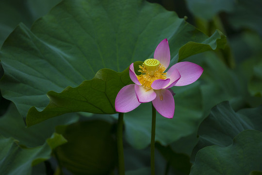 荷花
