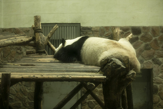 成都熊貓基地