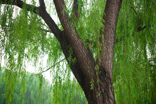 圓明園楊樹