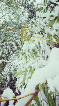 大雪