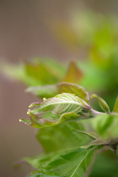 綠色植物長出的嫩芽