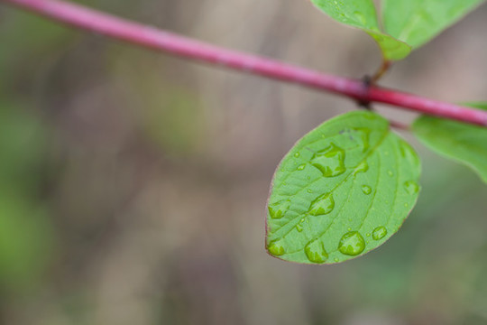 雨后的綠葉和上面的水珠