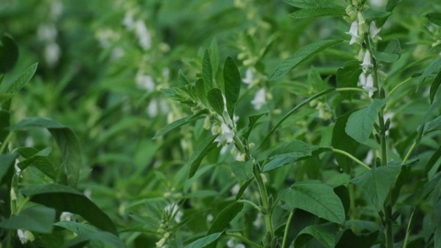 芝麻