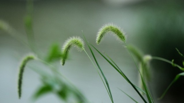 狗尾草