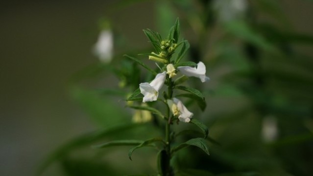 芝麻