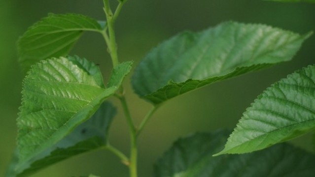 桑樹