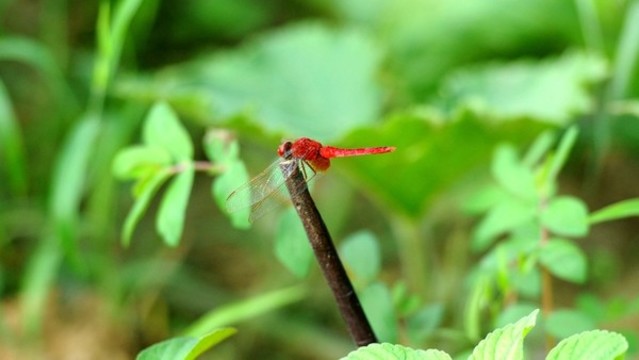 紅蜻蜓