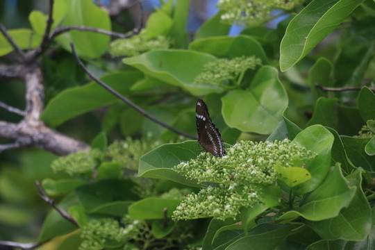 臺(tái)灣公園花卉