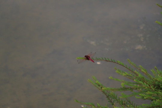 臺(tái)灣公園花卉