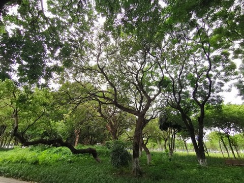 公園綠化