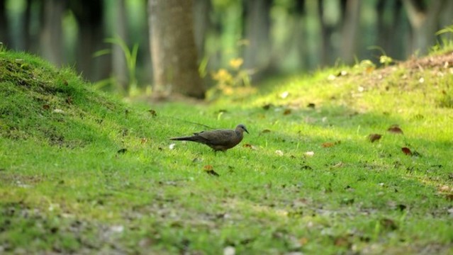 斑鳩