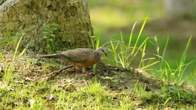 斑鳩