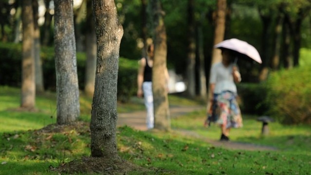 林蔭小道