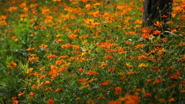 百日菊